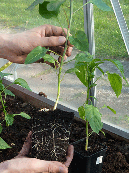 chili-omplantning-til-drivhus