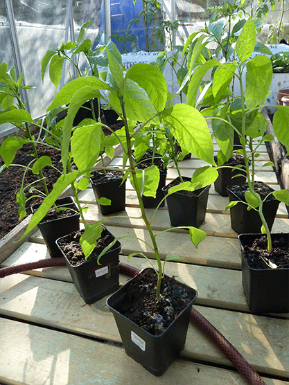 chili-omplantning