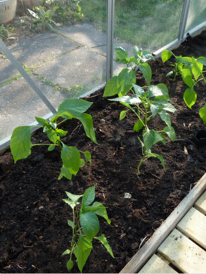 chili-udplantning-til-drivhus